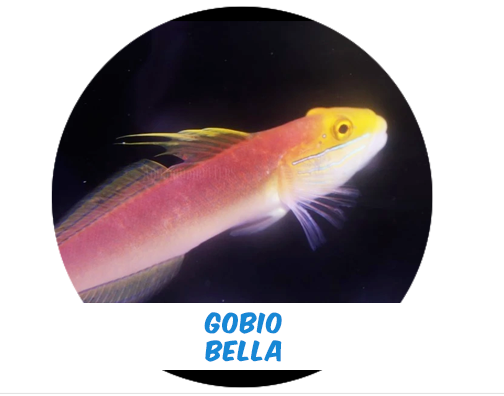 beautiful goby