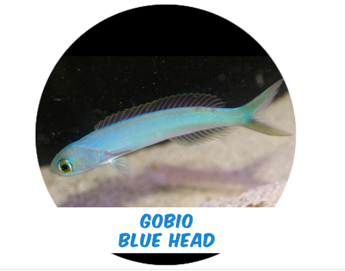 Bluehead Goby