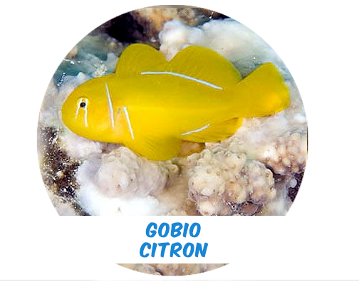 Gobio Citron