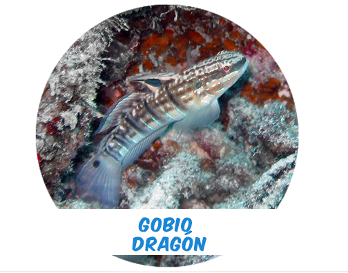 Gobio Dragón XL