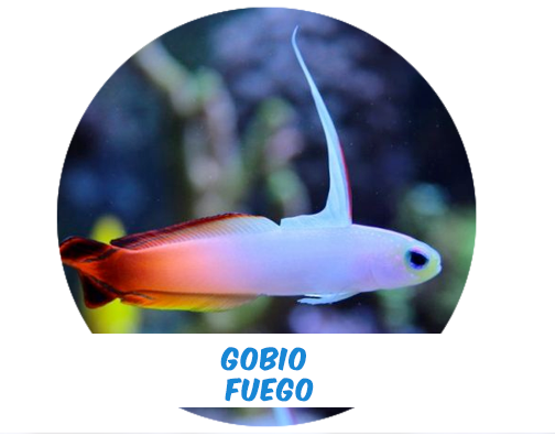 Fire Goby