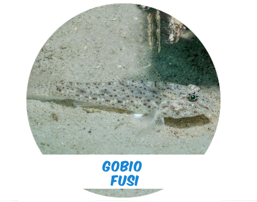 Fusi goby