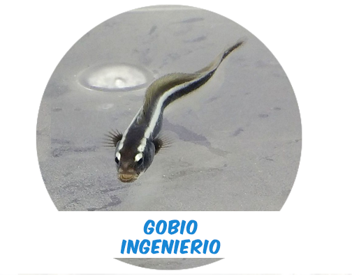 Gobio Ingeniero