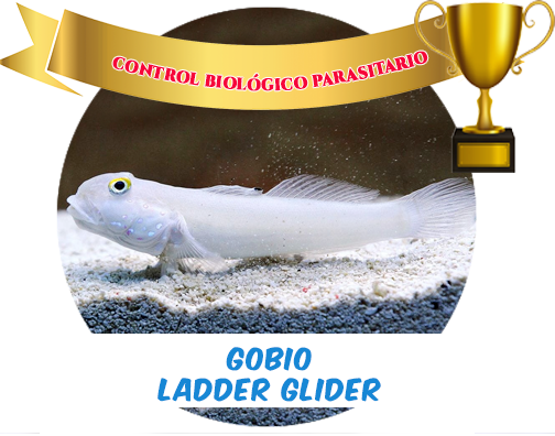 Ladder Glider Goby