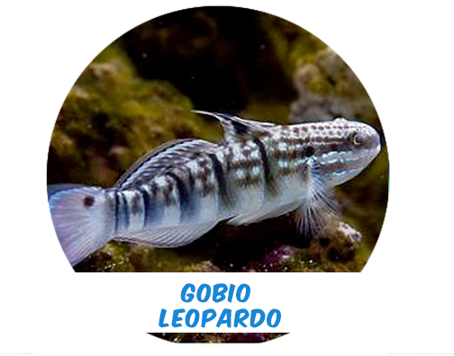 leopard goby