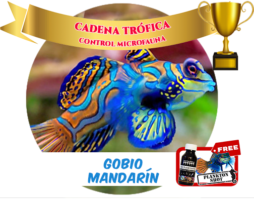 Mandarin goby