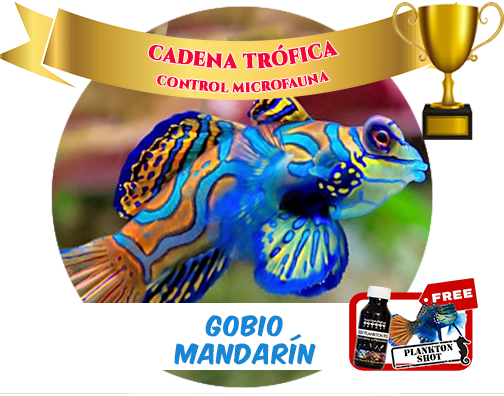 Mandarin goby JUMBO