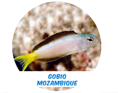 Mozambique goby