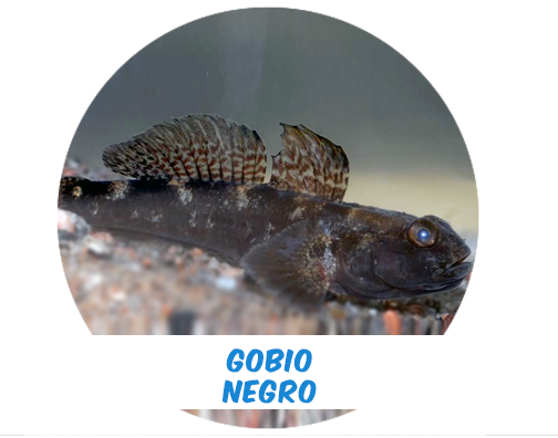 black goby