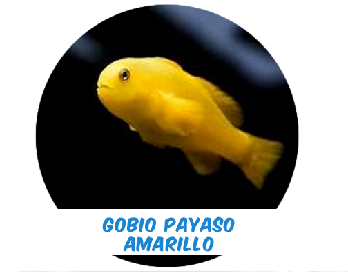 Gobio Payaso Amarillo