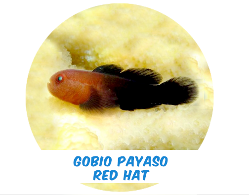 Gobio Payaso Red Hat
