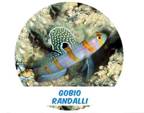 Randalli Goby