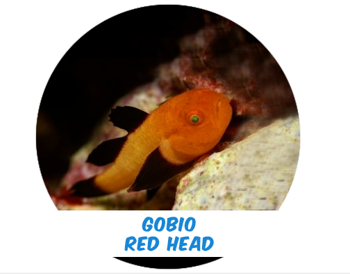 Red Headed Clown Goby