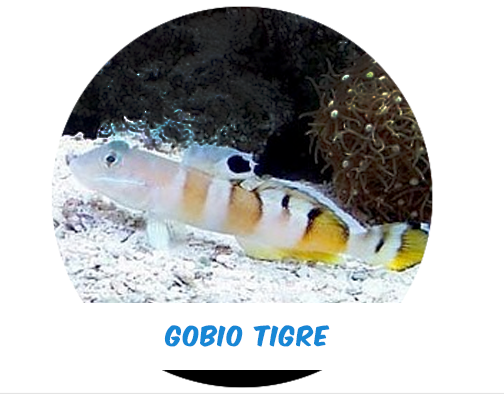 Gobio Tigre