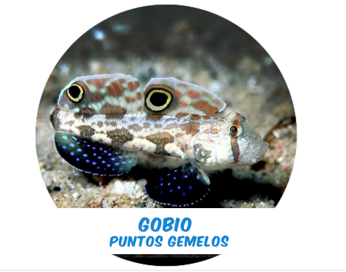 Twin Spotted Goby