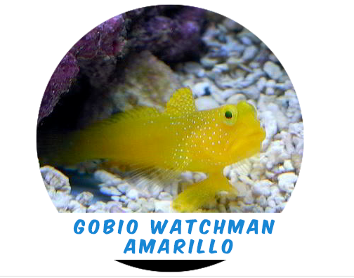 Yellow Watchman Goby