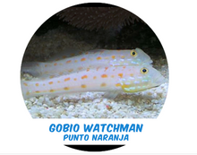 Load image into Gallery viewer, Watchman Orange Spot Goby
