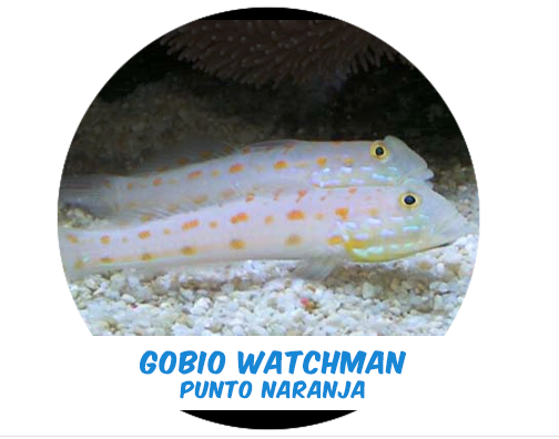 Gobio Watchman Punto Naranja