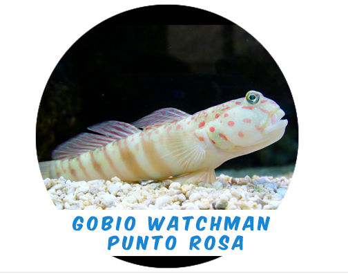 Gobio Watchman Punto Rosa