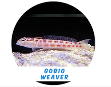 Load image into Gallery viewer, Weaver Goby
