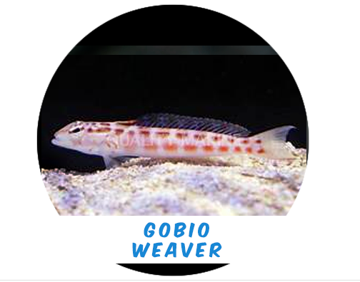 Weaver Goby