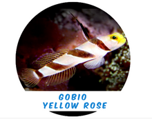 Load image into Gallery viewer, Yellow Rose Goby (Indus)
