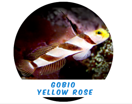 Yellow Rose Goby (Indus)