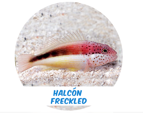 Freckled Hawkfish (Haw.)