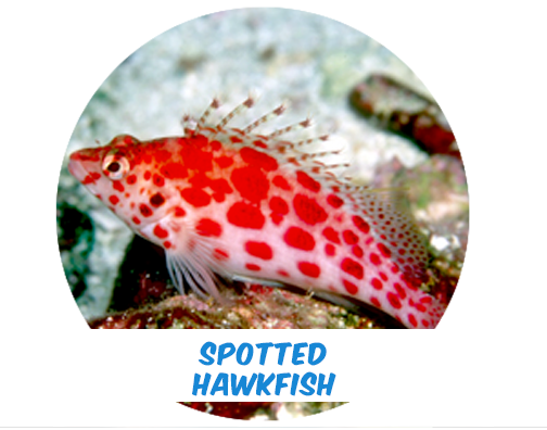 Spotted Hawkfish