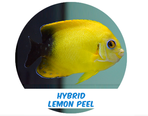 Angel Lemon Hybrid