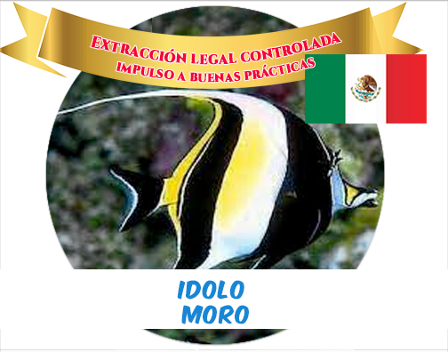 moorish idol