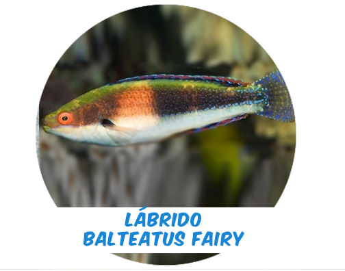 Balteatus Fairy Wrasse Male