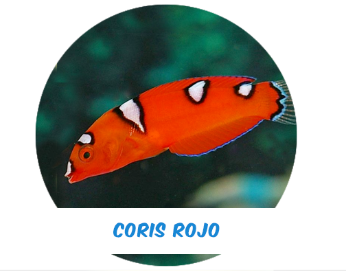 Red Coris Wrasse