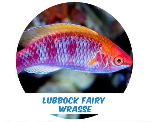 Lubbock Fairy Wrasse