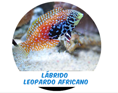 African Leopard Wrasse