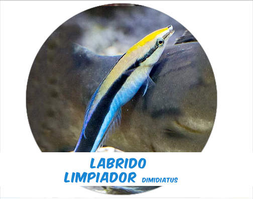 Dimidiatus Cleaner Wrasse