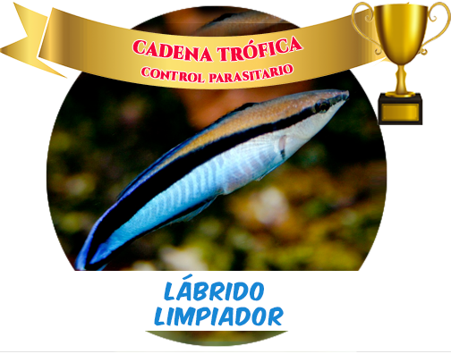 Lábrido Limpiador