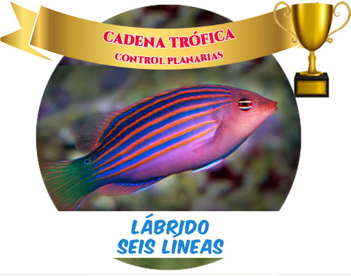 Six Lined Wrasse