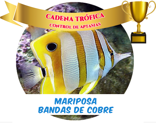 Mariposa Bandas de Cobre M-l