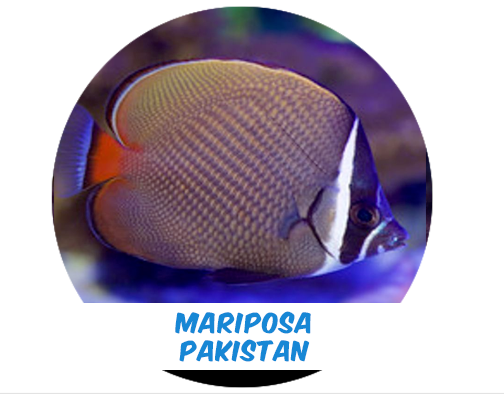 Mariposa Pakistan MD