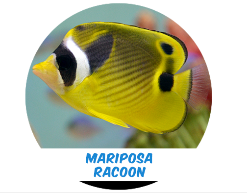 Mariposa Racoon MD