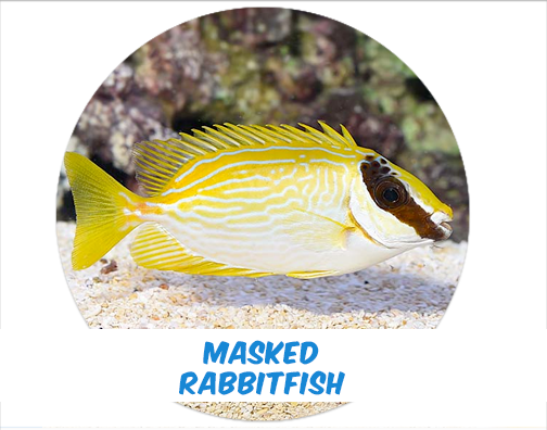 Masked Rabbit Fish