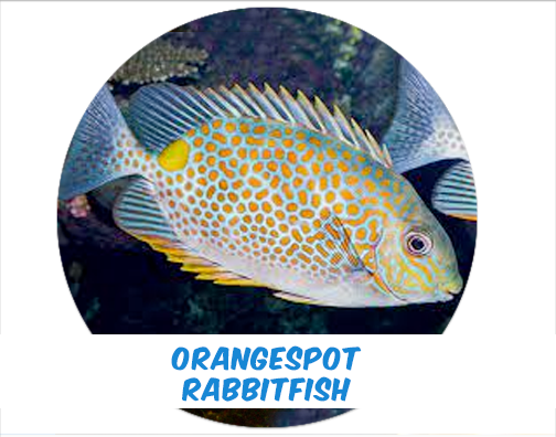 Orange Spot Rabbit Fish