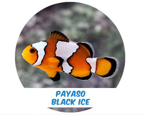 Payaso Black Ice