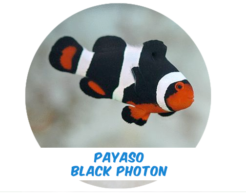 Payaso Black Photon