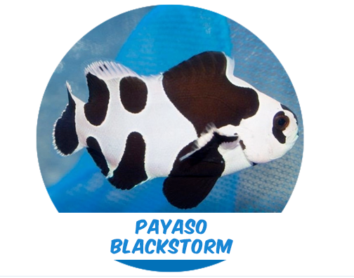 Payaso Blackstorm