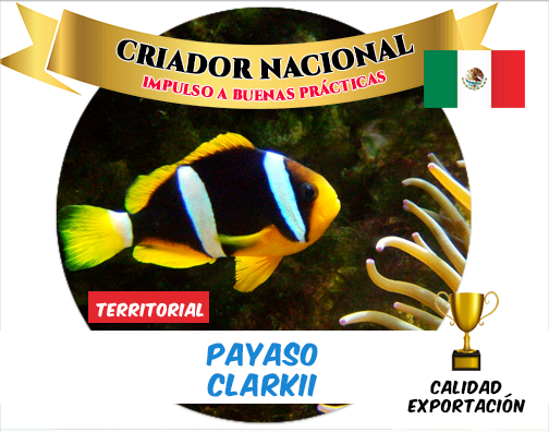 Payaso Clarkii Tiny