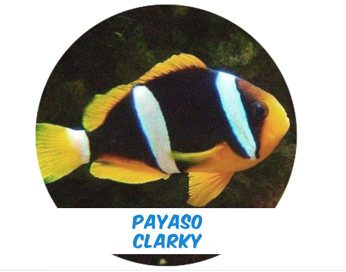 Payaso Clarkii SM