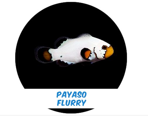 Payaso Flurry
