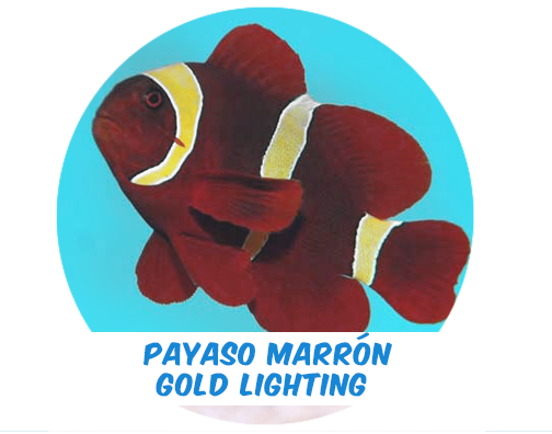 Payaso Marrón Goldlighting